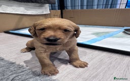 Labradoodle dogs for sale: F1b Labradoodle puppies - Image 15