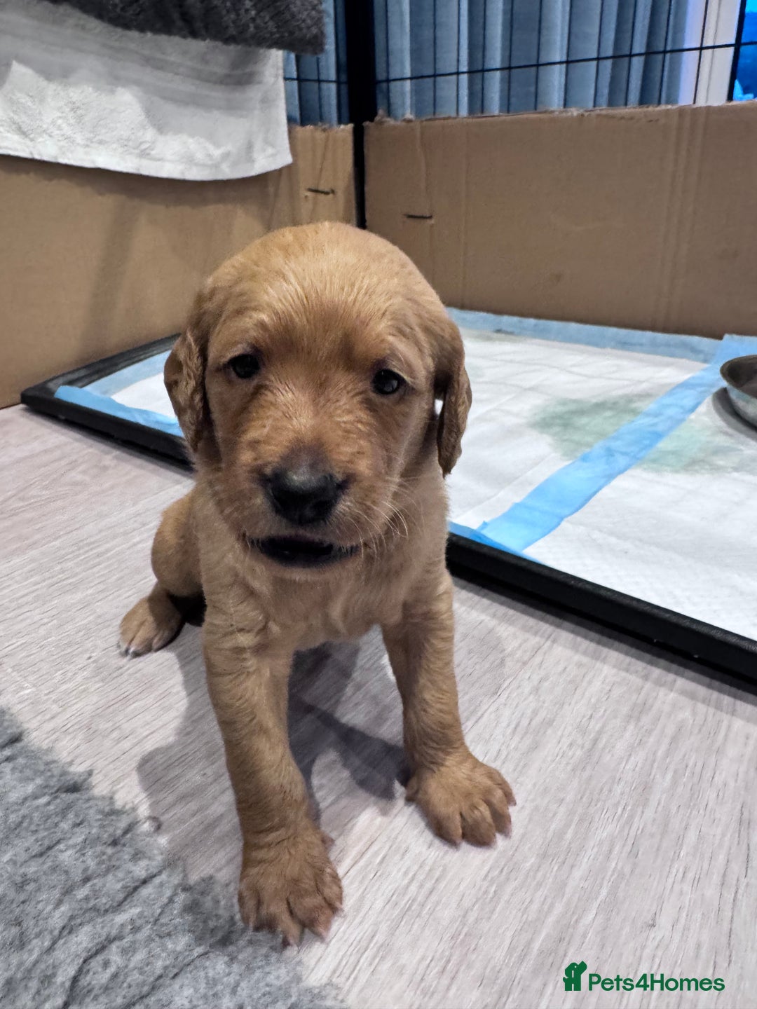 Labradoodle dogs for sale: F1b Labradoodle puppies - Image 15