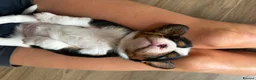 Beaglier dogs for sale: 🐾 Millie’s Beautiful Second & Final Litter 🐾 - Advert 11