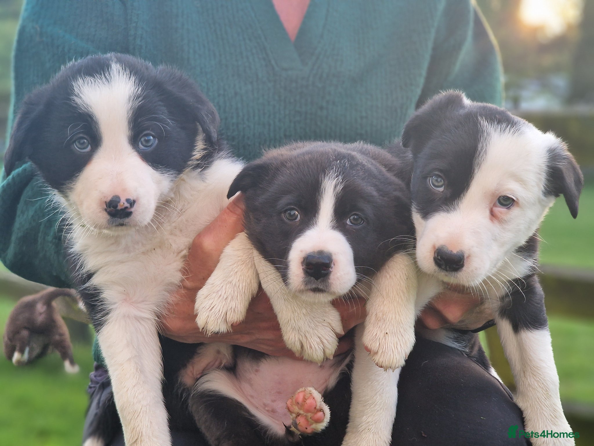 Border Collie dogs Stunning Border Collie Puppies - Advert 8