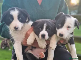 Border Collie dogs Stunning Border Collie Puppies - Advert 8