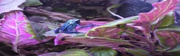 Frog reptiles for sale: Dendrobates tinctorius + full set up in Sheffield - Advert 3