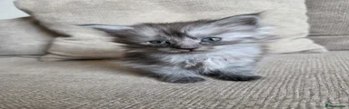Mixed Breed Kitten 3