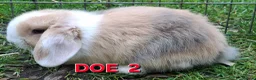 Mini Lop rabbits for sale: Mini Lop Rabbits **Ready to leave 12th May** - Advert 5