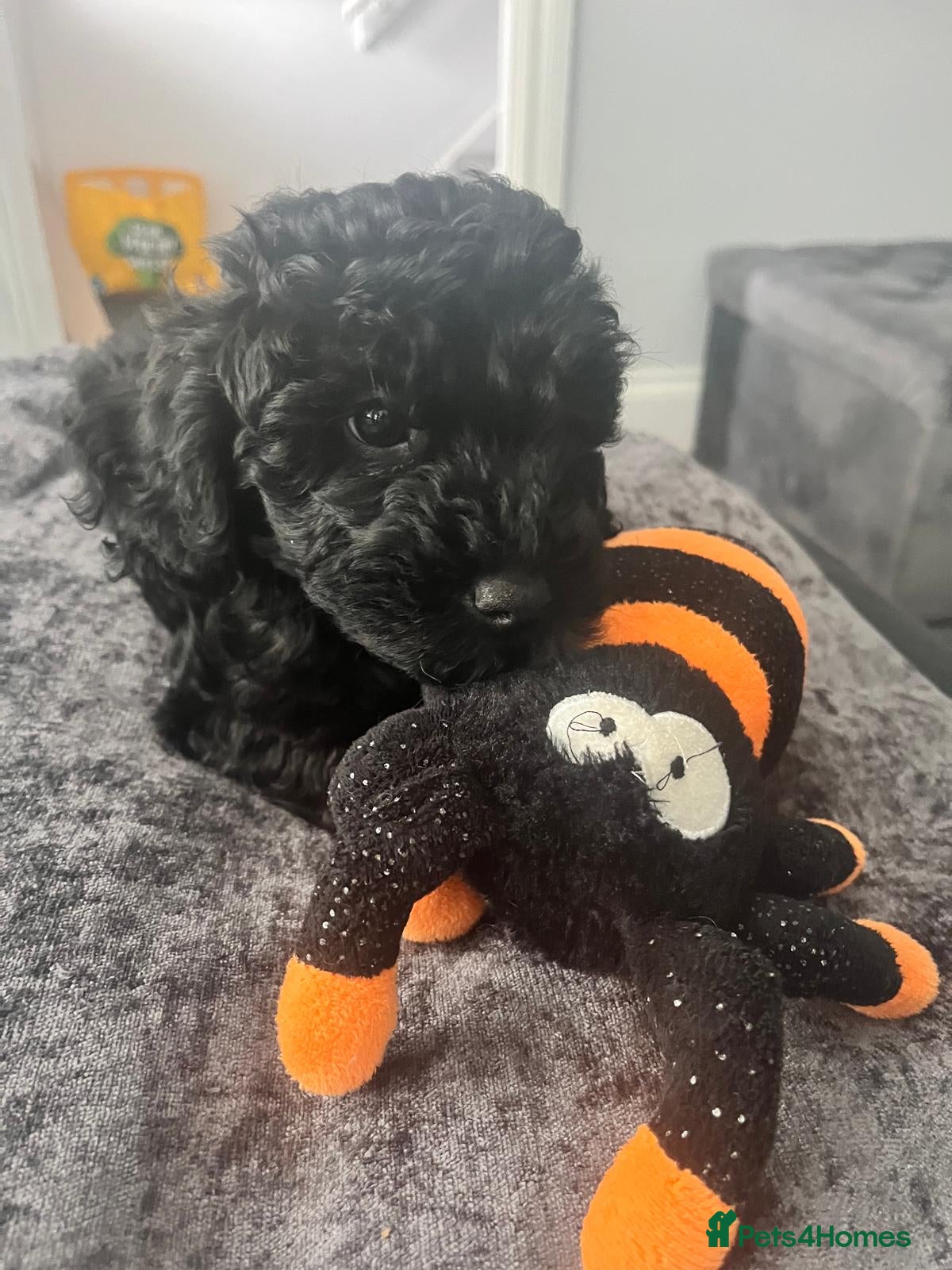 Cavapoo dogs Cavapoo boy f1b last one health tested vaccinated - Advert 2