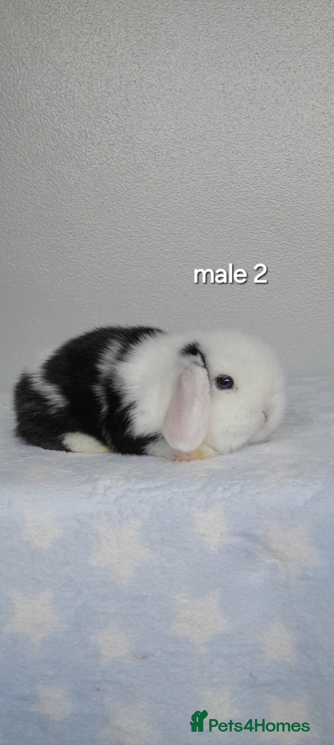 Mini Lop rabbits for sale: Gorgeous pure bred mini lops - Image 4