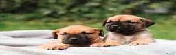 Boerboel dogs for sale: Waitlist now open - due early October in Horsham - Advert 11