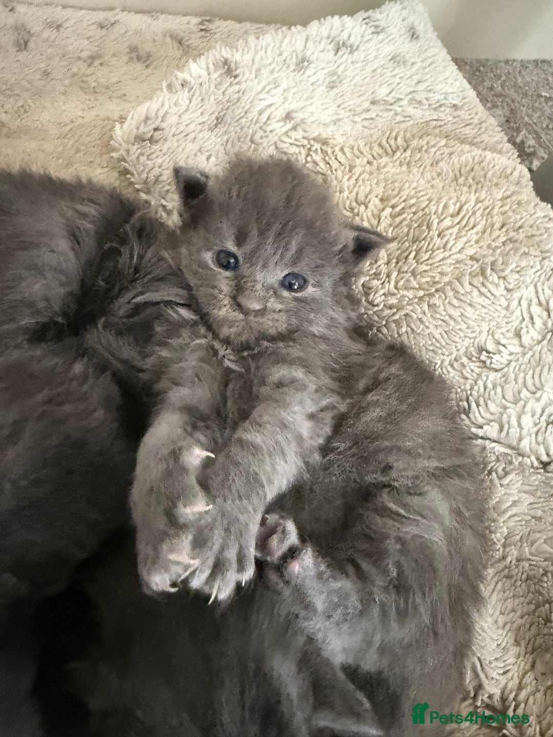 Maine Coon cats for sale: Maine coon kittens full breed xl dad blue/smoked  - Advert 1