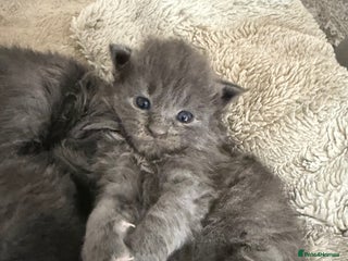 Maine Coon cats Maine coon kittens full breed xl dad blue/smoked - Advert 1