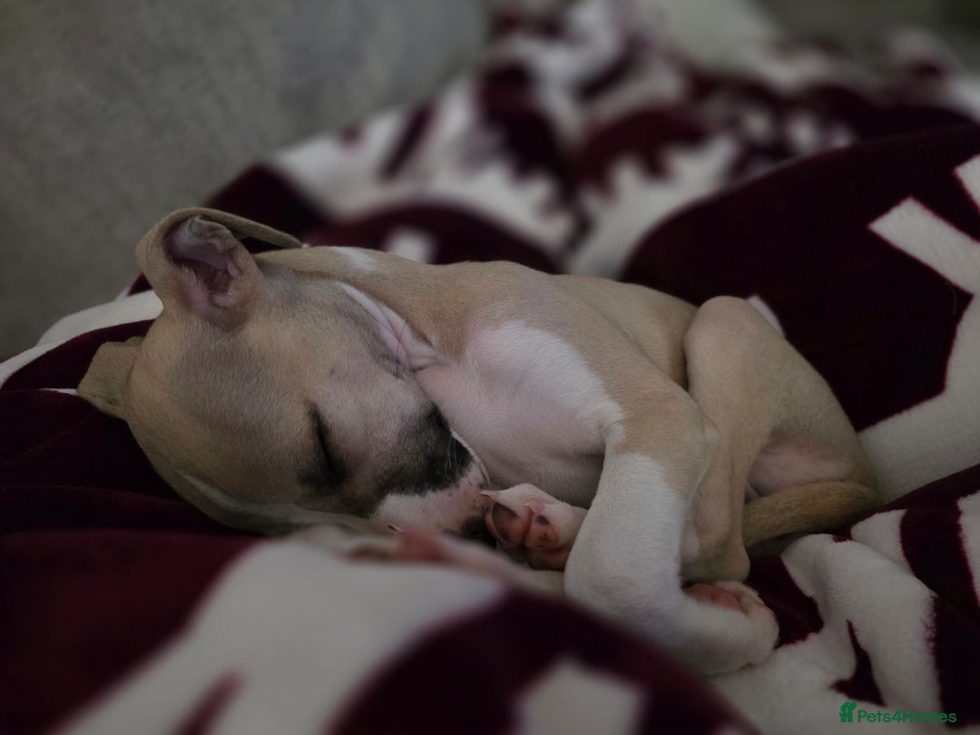 Whippet dogs for sale: Stunning kc reg whippet puppy  - Advert 10