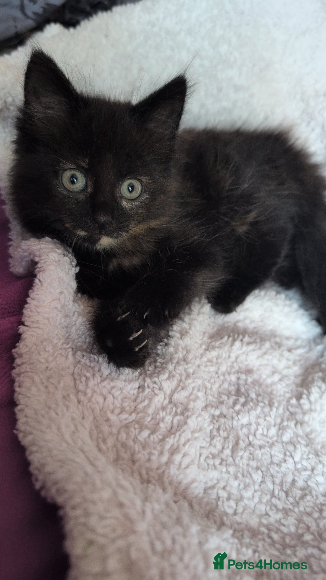Mixed Breed cats for sale: Beautiful fluffy kittens dads part maincoon  - Image 9