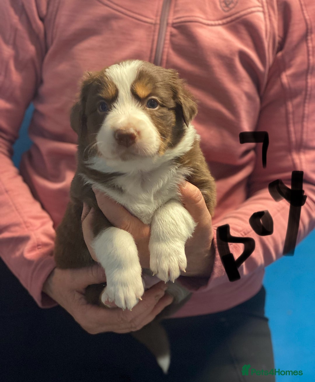 Border Collie dogs for sale: Pure border collie puppies - Advert 8