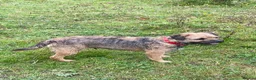 Border Terrier dogs for sale: ⭐️ KC BORDER TERRIERS, READY TO LEAVE NOW - Advert 30