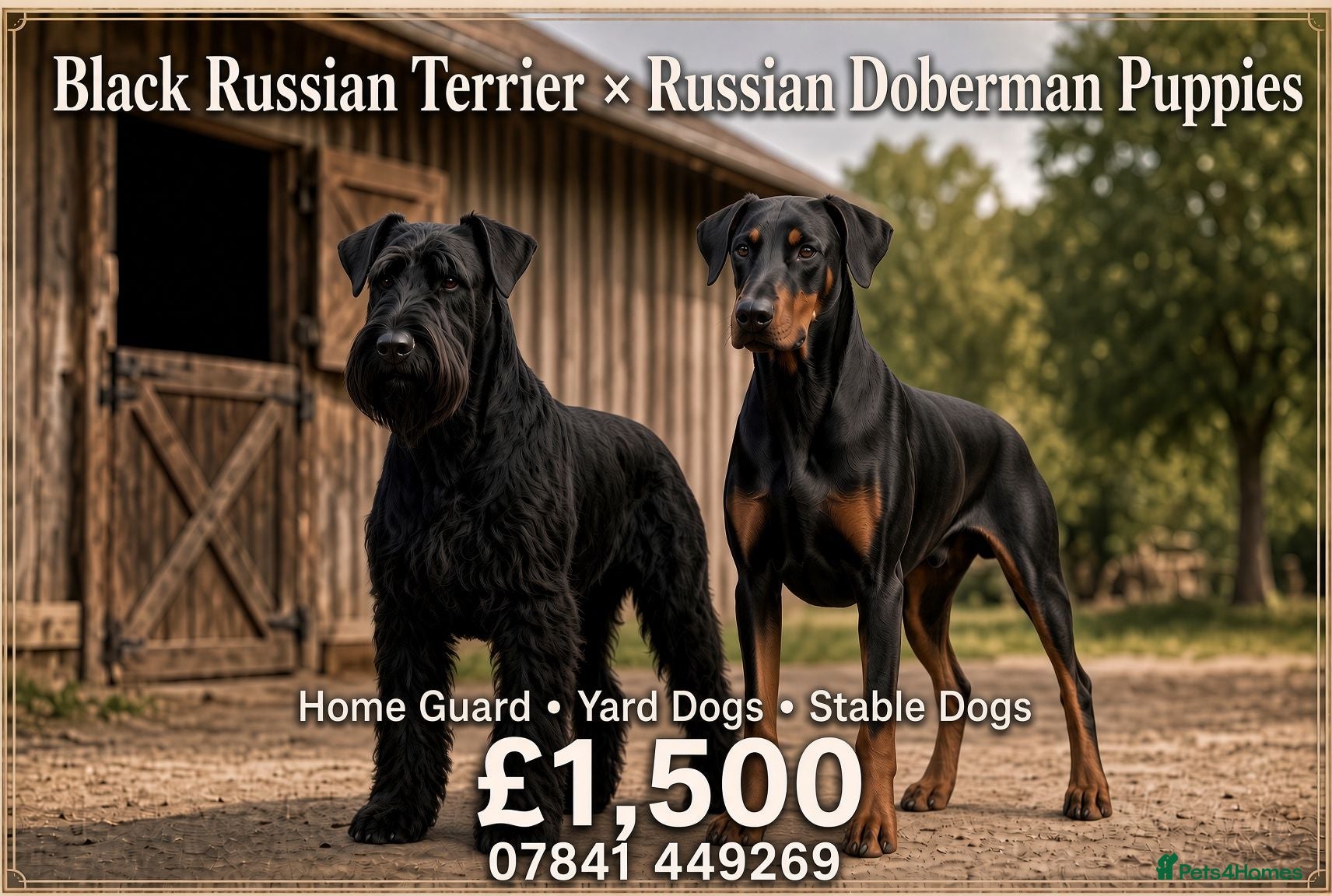 Mixed Breed dogs A very rare opportunity... - Advert 1