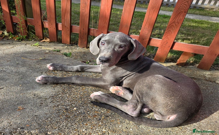 Great Dane dogs - Advert 4