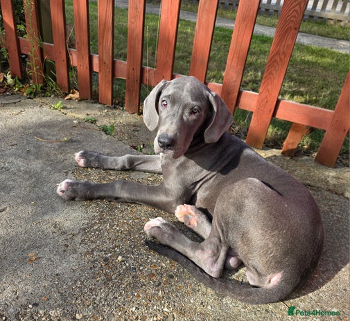 Great Dane dogs for sale - Advert 2