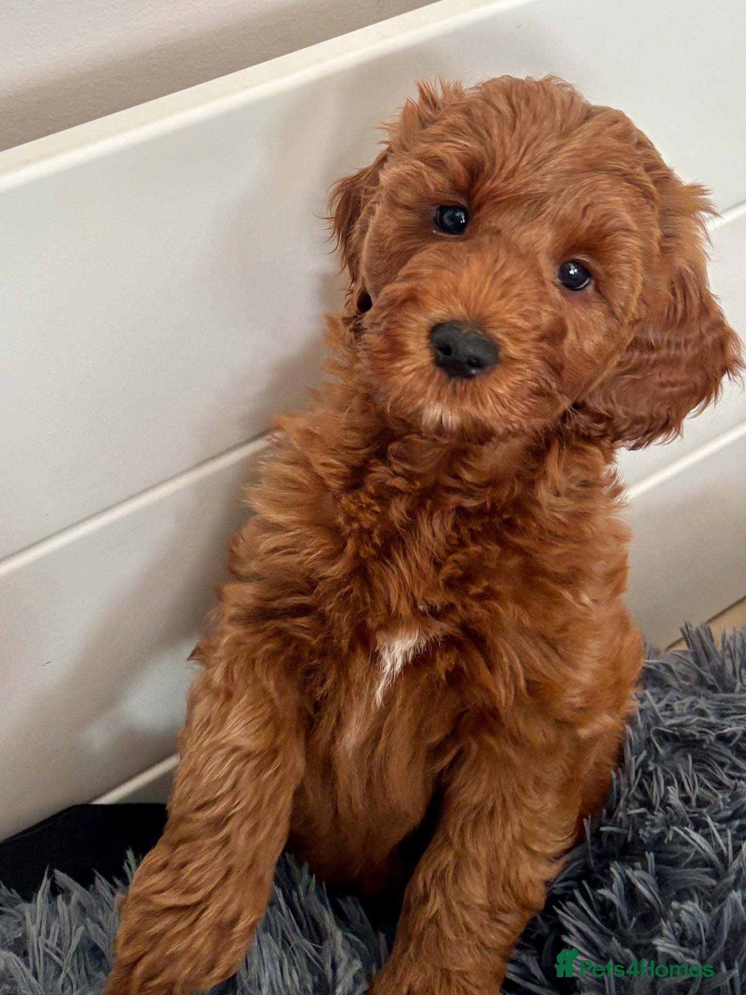 Australian Labradoodle dogs Australian Mini Double Doodle Multigen puppies. - Advert 9