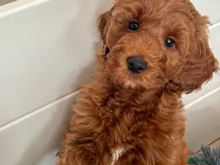 Australian Labradoodle dogs Australian Mini Double Doodle Multigen puppies. - Advert 9