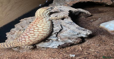 Monitor reptiles - Advert 5