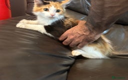Maine Coon cats for sale: Mainecoon cross kittens  in Romford - Image 2