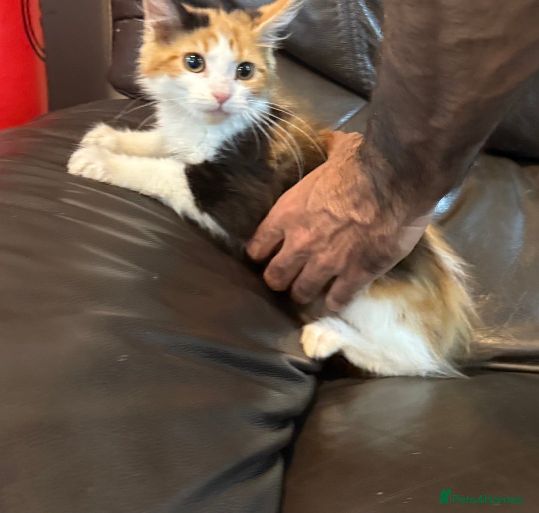 Maine Coon cats for sale: Mainecoon cross kittens  in Romford - Image 2