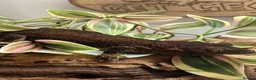 Gecko reptiles for sale: CB22 Pine Island Chahoua Gecko - Advert 4