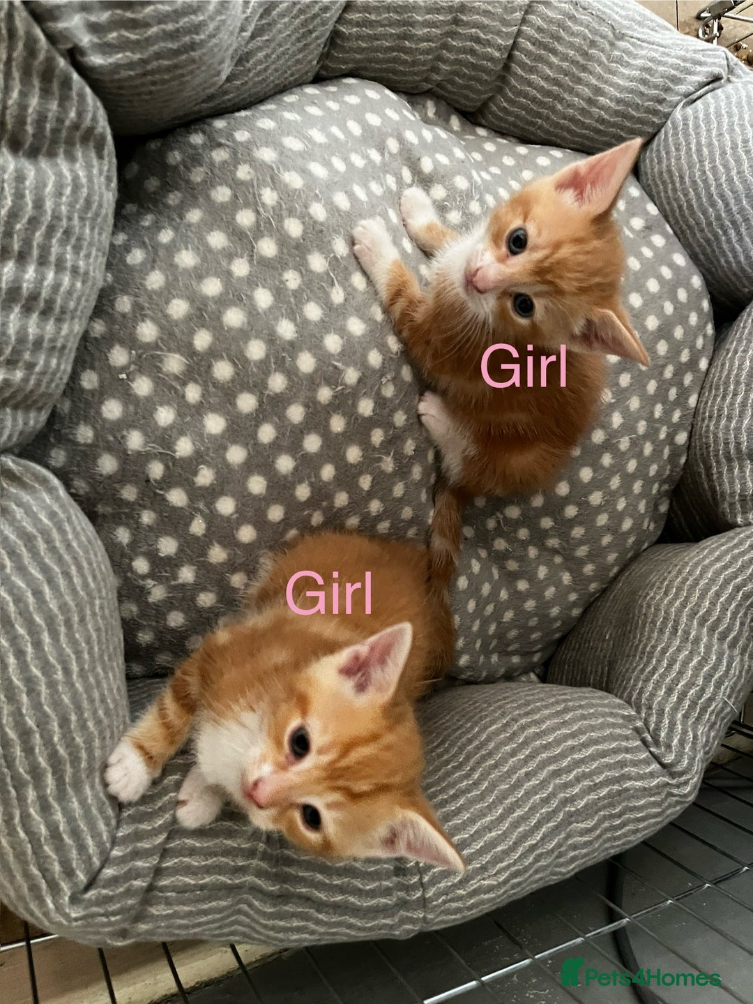 Mixed Breed cats for sale: 3 ginger kittens 🐈 - Image 5
