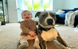 American Bull Staffy dogs for sale: Luka - American Staffordshire terrier  - Image 2