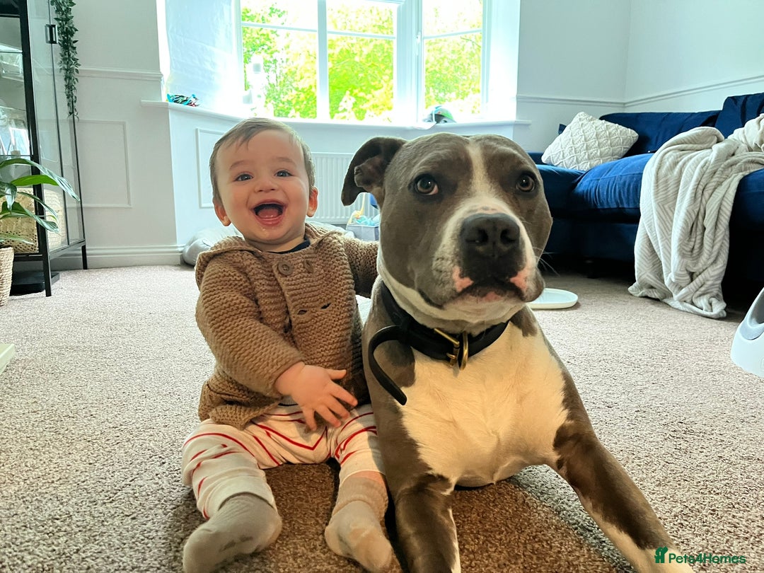 American Bull Staffy dogs for sale: Luka - American Staffordshire terrier  - Image 2