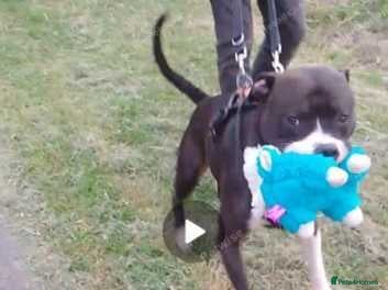 Staffordshire Bull Terrier dogs Foster homes urgently needed for rescue dogs - Advert 4
