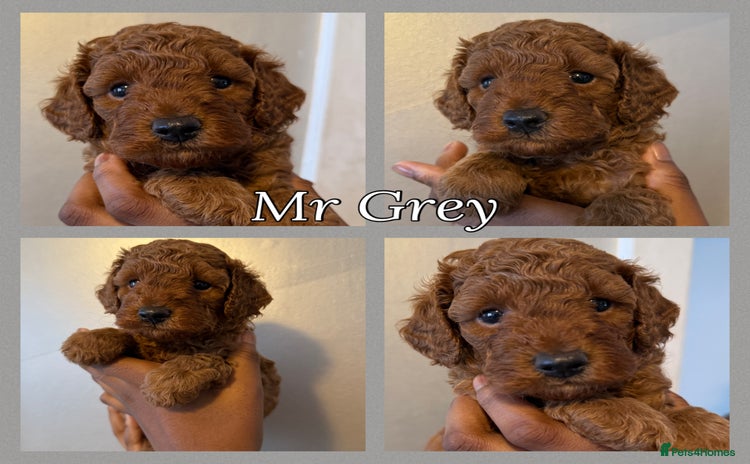 Miniature Poodle dogs - Advert 3