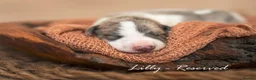 Whippet dogs for sale: KC Reg Whippet Pups-Heart Tested Clear Parents in Caernarfon - Advert 7