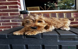 Cockapoo dogs for sale: Show cockapoos  - Image 11