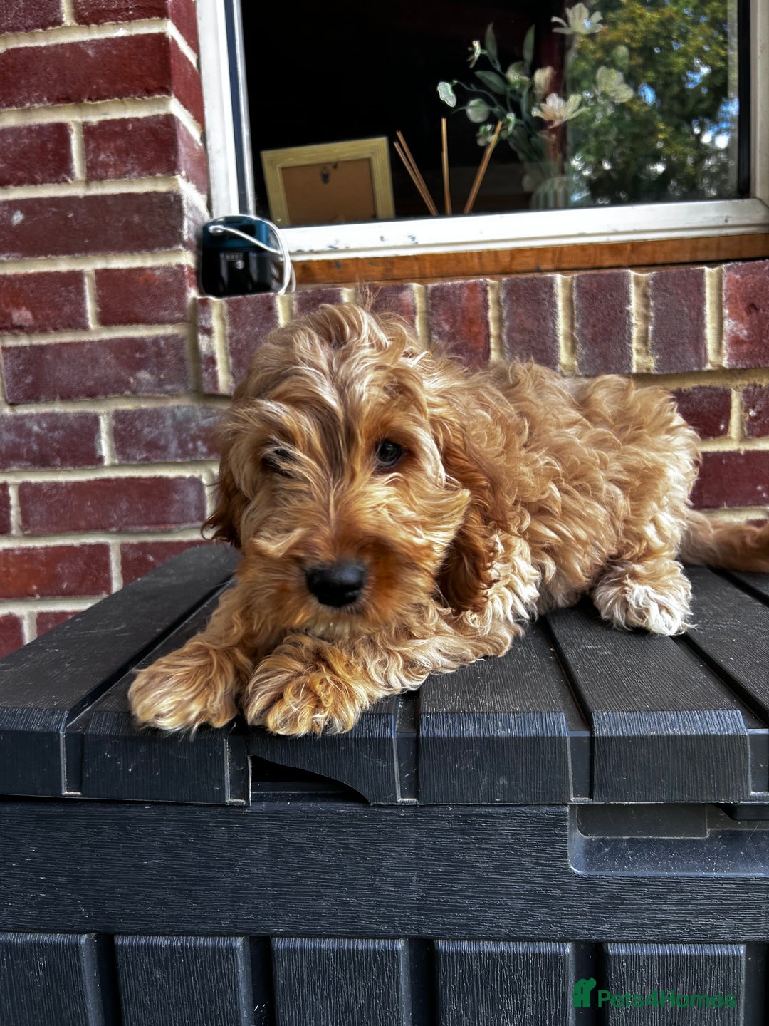 Cockapoo dogs for sale: Show cockapoos  - Image 11