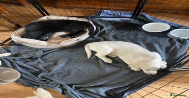 Mixed Breed dogs - Advert 3