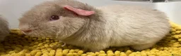 Guinea Pig rodents for sale: Teddy type boys/boars/males in Swindon - Advert 7