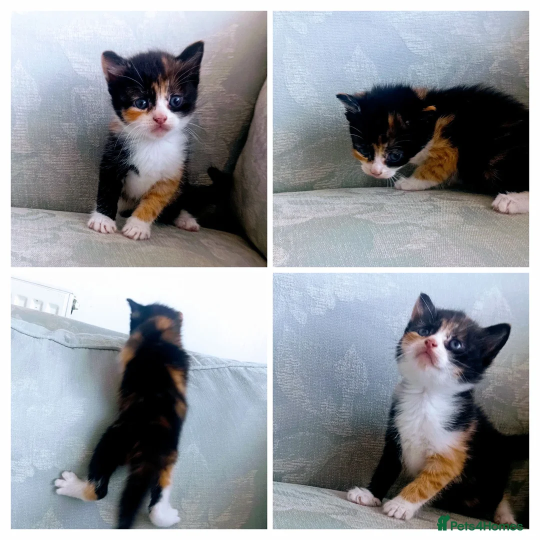 Mixed Breed cats for sale: Kittens mixed breed  - Advert 6