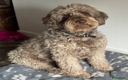 Labradoodle dogs for sale: Labradoodle 12th+ generation  - Image 17