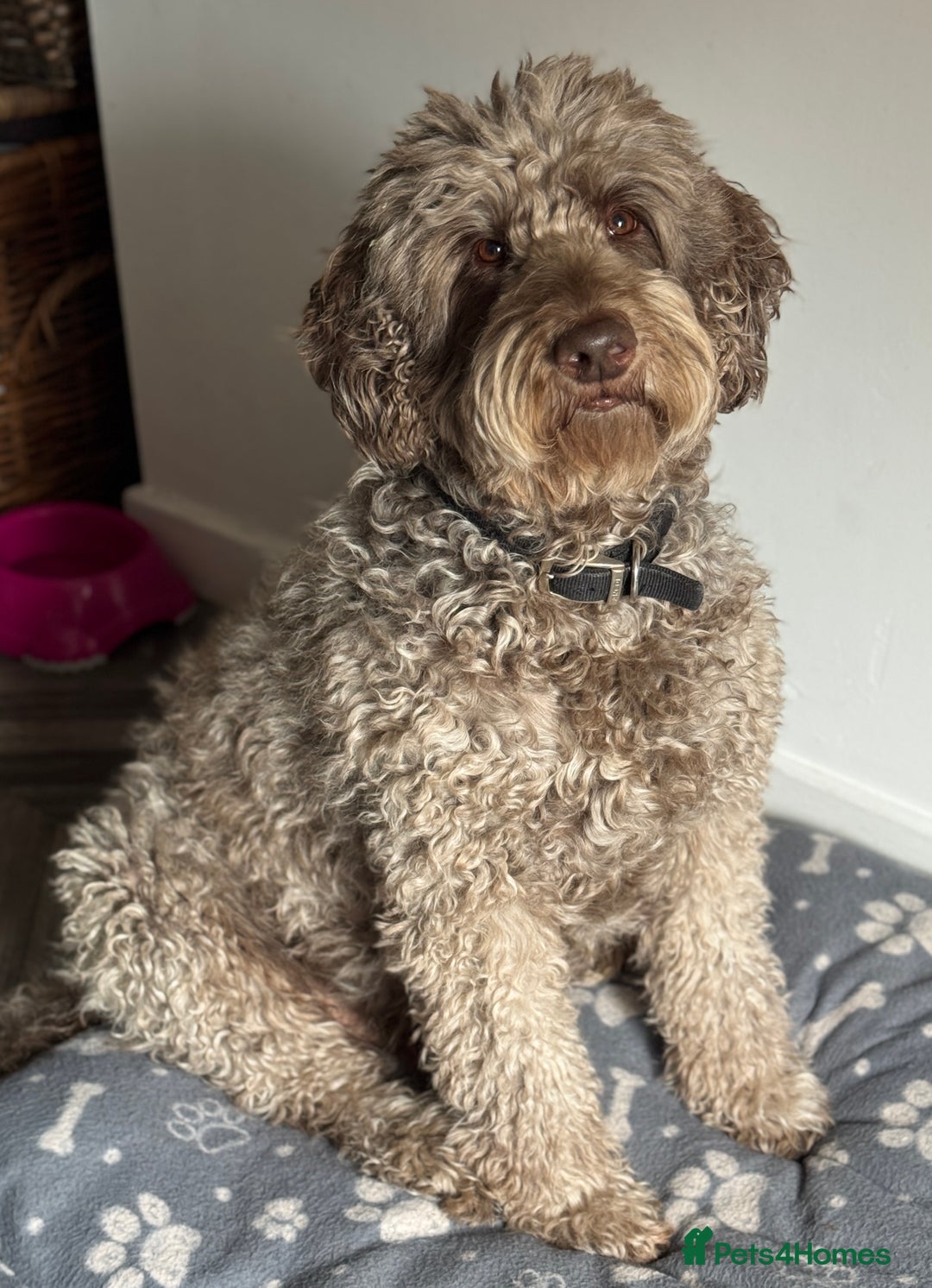 Labradoodle dogs for sale: Labradoodle 12th+ generation  - Image 17