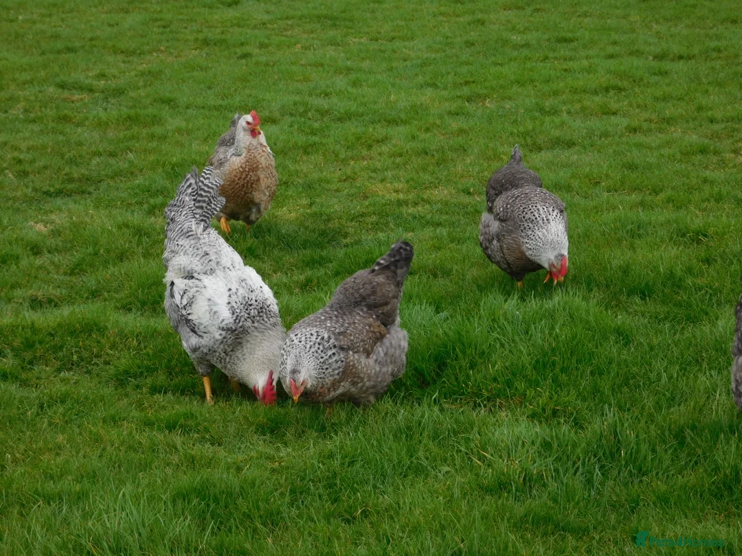 Chickens poultry for sale: Silver Bielefelder Hatching Eggs x 6 - Advert 7