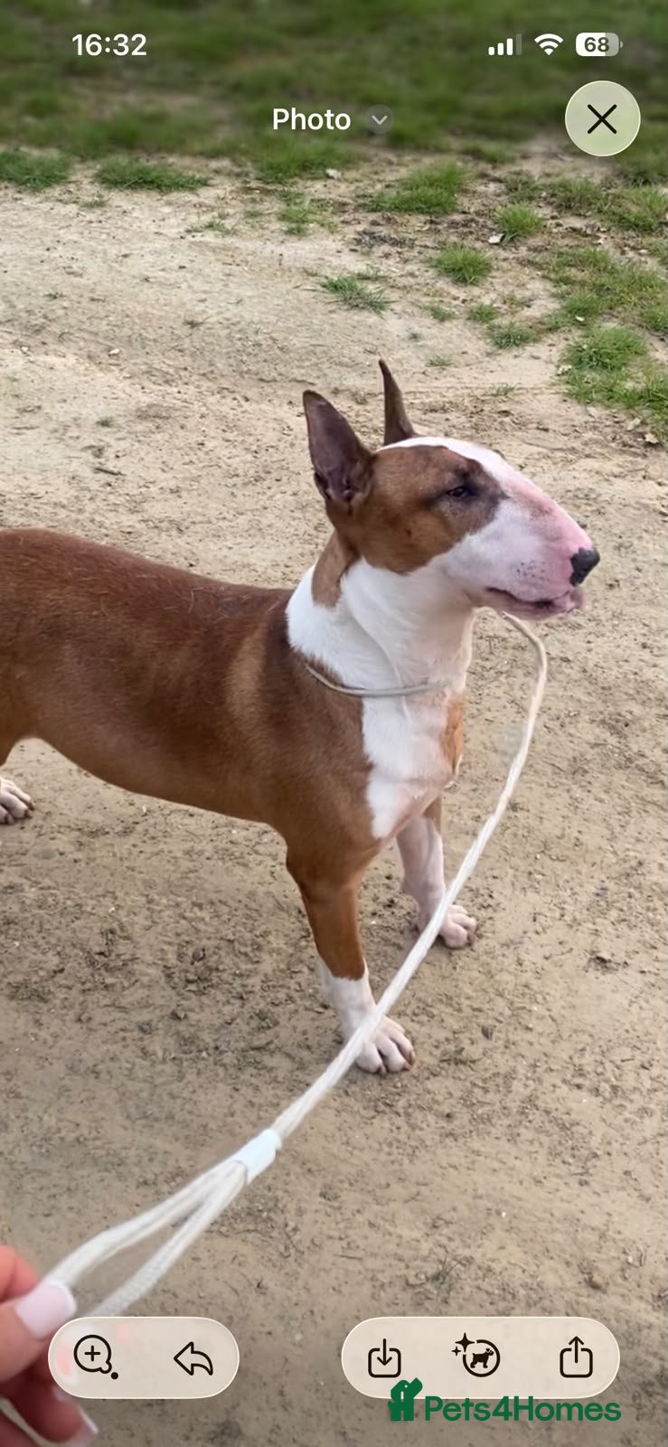 English Bull Terrier dogs English bull terriers puppies - Advert 2