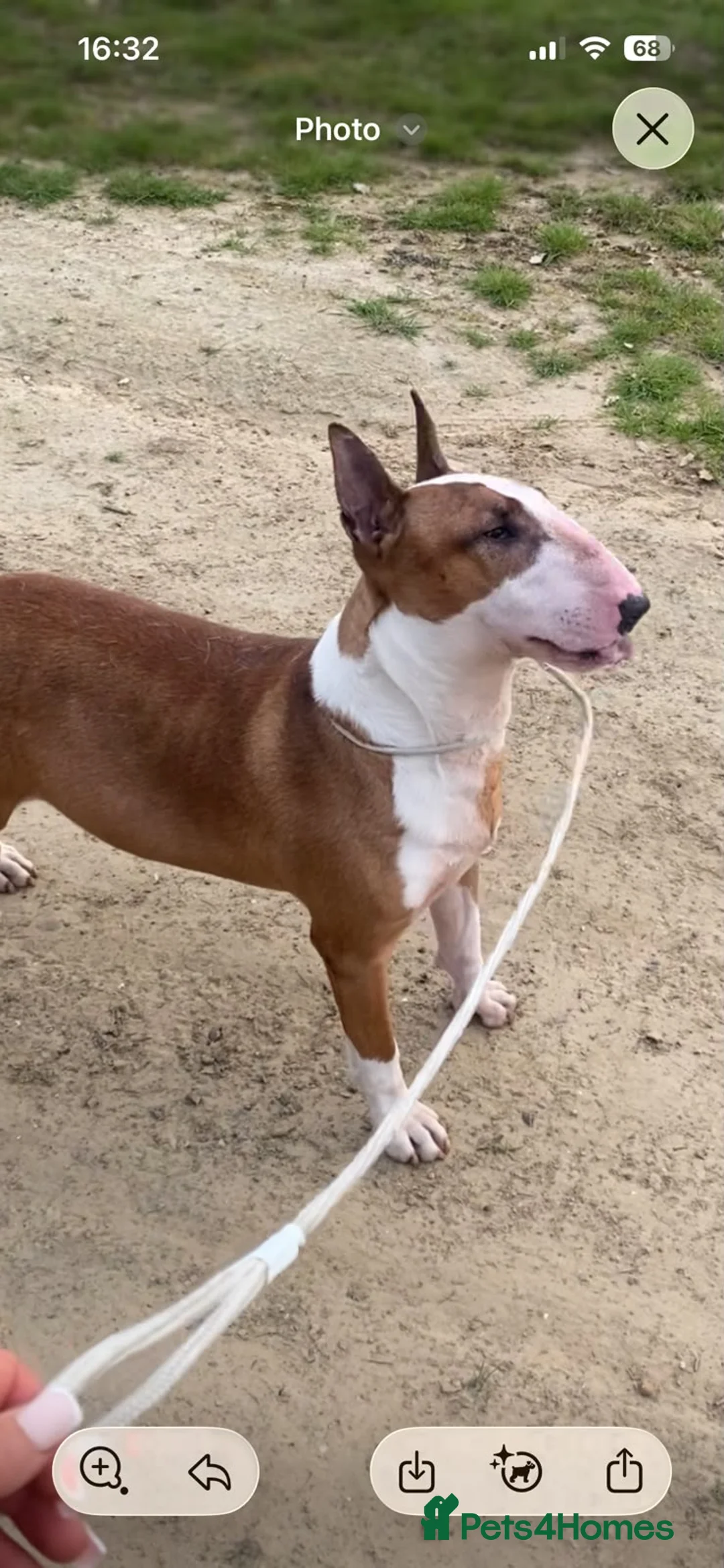 English Bull Terrier dogs for sale: English bull terriers puppies - Advert 2