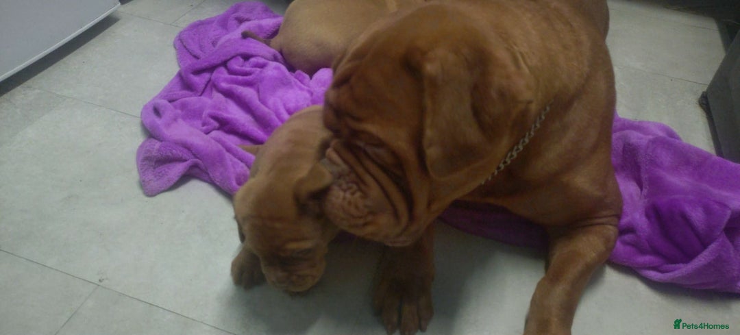 Dogue De Bordeaux dogs for sale: Dogue de Bordeaux pups - Advert 6