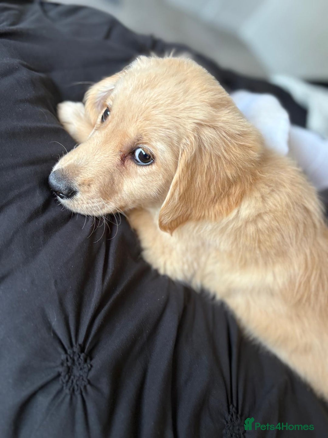 Golden Retriever dogs for sale: Golden retrievers - Image 5