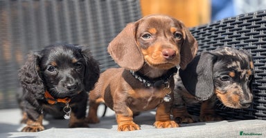 Miniature Dachshund dogs - Advert 10