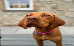 Hungarian Vizsla dogs for sale: Bela is Expecting! Hungarian Vizsla Puppies - Image 2