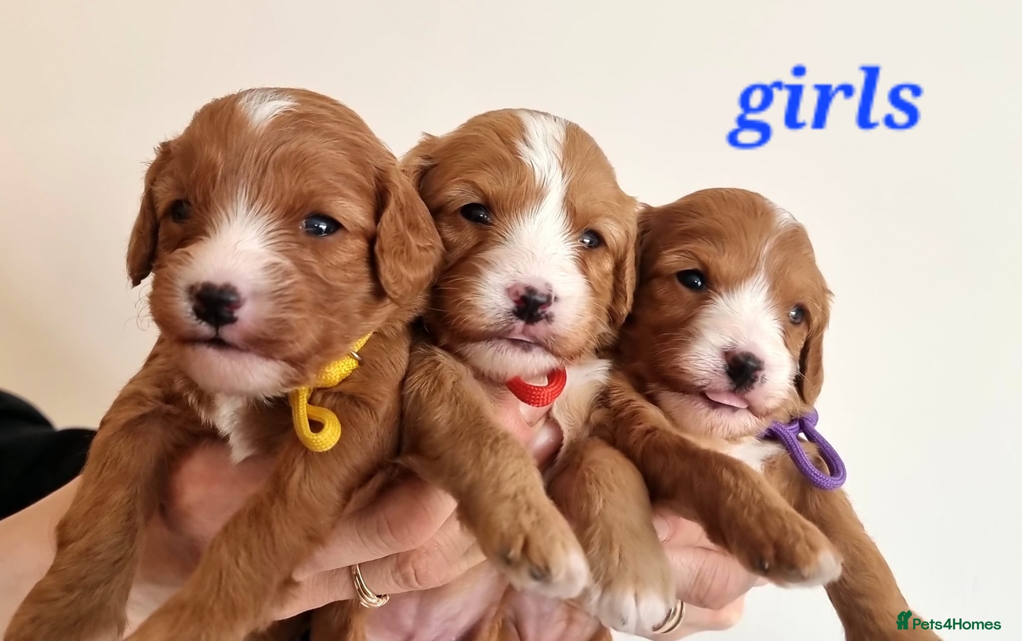 Cavapoo dogs  Cavapoo F1 puppies,DNA tested parents - Advert 4