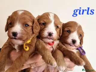 Cavapoo dogs Cavapoo F1 puppies,DNA tested parents - Advert 4