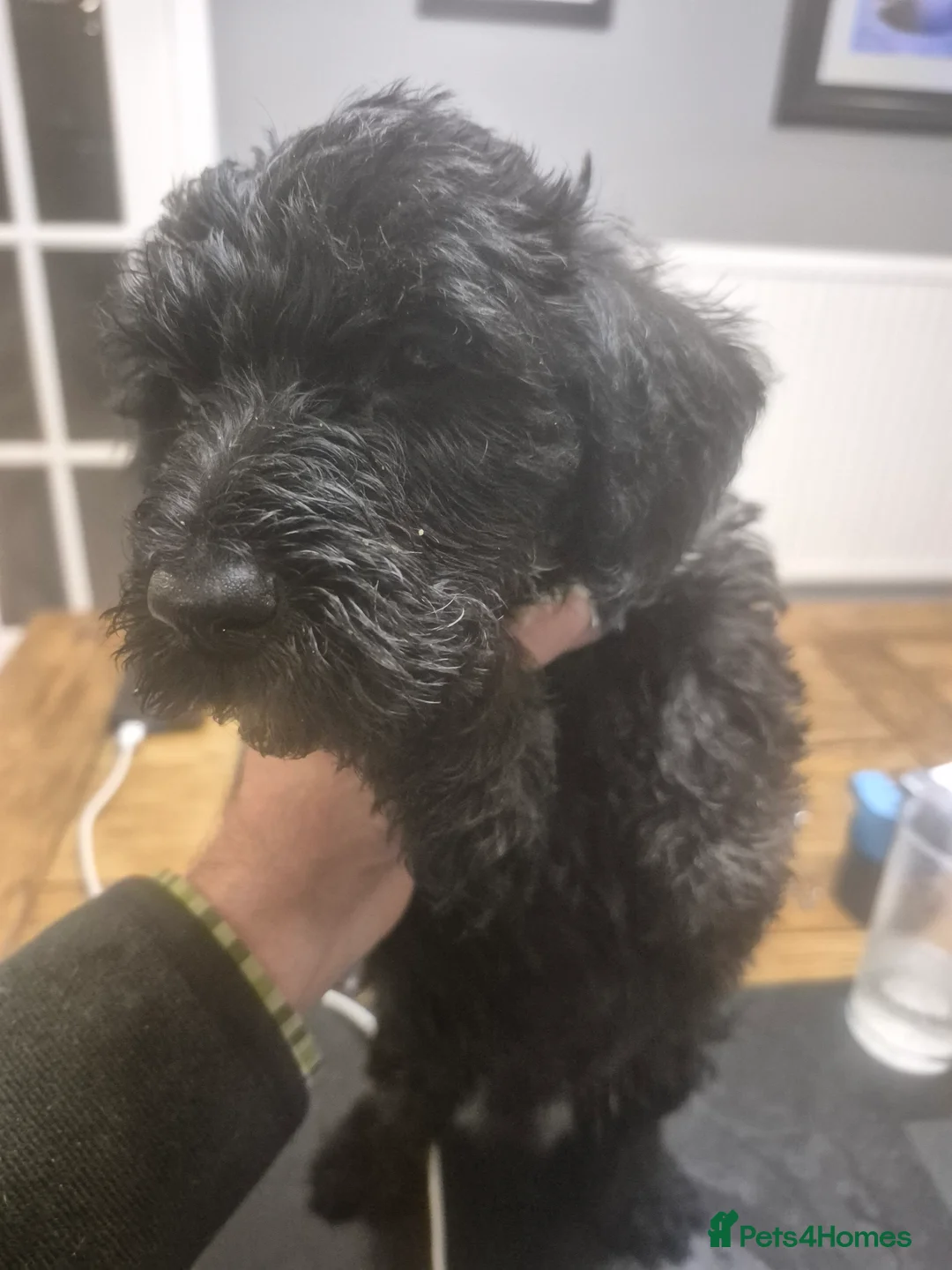 Cesky Terrier dogs for sale: One fab cesky girl for sale - Advert 4