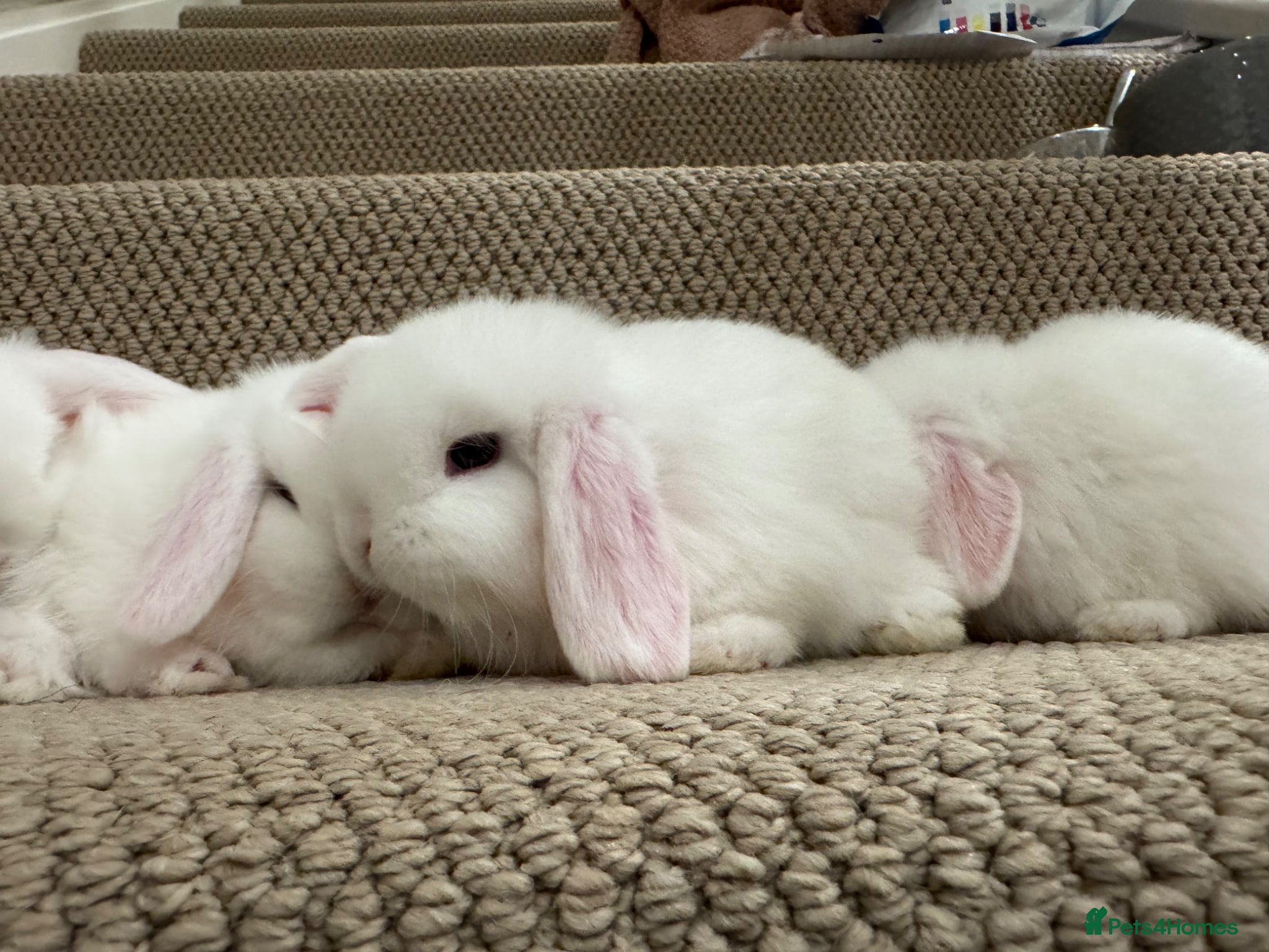 Mini Lop rabbits 🐰x2 Pure bred BEW mini lops🐰 - Advert 1